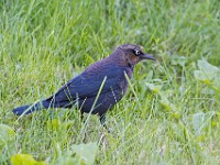 Q0I7455c  Rusty Blackbird (Euphagus carolinus) - fall/winter male